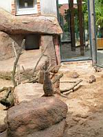 Suricate (Suricata suricatta)(ord Carnivores)(fam Herpestides)(04)